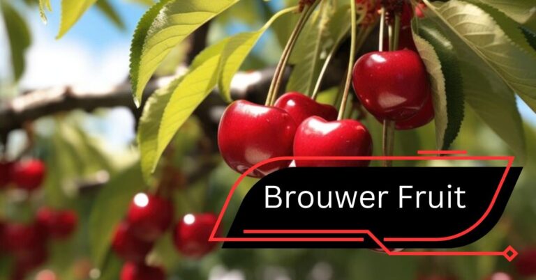 Brouwer Fruit – Kersen Verkoop – How You Can Enjoy These Premium Cherries! 