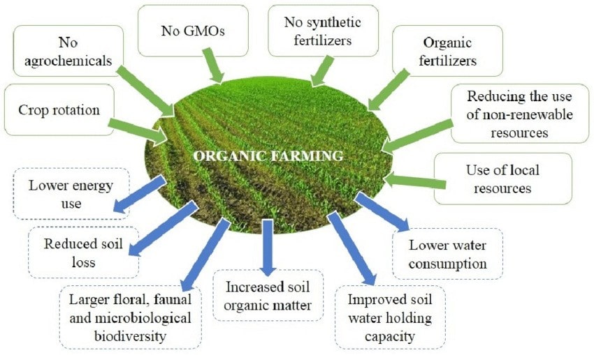 What Are the Common Misconceptions About Organic Products?