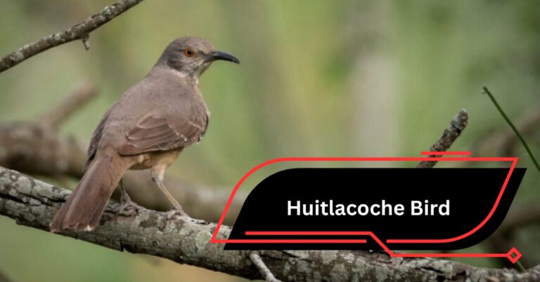 Huitlacoche Bird – Mexico’s Enigmatic Melody Maker!